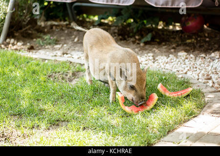 Micro maiale come un pet di mangiare un cocomero in un giardino Foto Stock