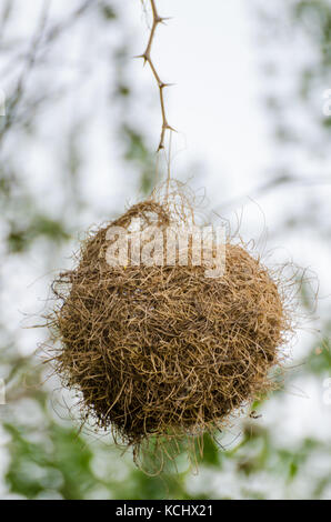 Riccamente costruito africana Tessitore mascherato nido di uccelli appesi pericolosamente dal singolo ramoscello, Gambia, Africa occidentale Foto Stock