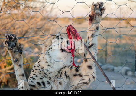 Cheetah alimentazione con carne rossa su stick attraverso la recinzione di contenitore sul gioco farm in Namibia, Sud Africa Foto Stock