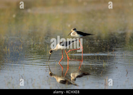 Un black-winged stilt rovistando nelle paludi Foto Stock