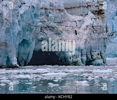 Gabbiani battenti in una acqua di fusione cavern sul ghiacciaio margerie nel parco nazionale e Riserva di Glacier Bay, Alaska Foto Stock
