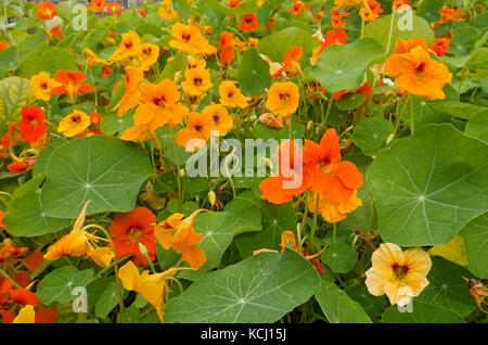 Primo piano di nasturzio giallo e arancio nasturtiums fiori fiore fioritura in estate Inghilterra Regno Unito GB Gran Bretagna Foto Stock