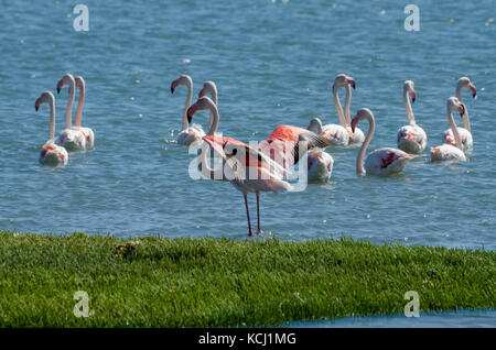 Bellissimi fenicotteri rosa in appoggio ed alimentando in acqua della laguna sulla penisola di luderitz, Namibia, Sud Africa Foto Stock