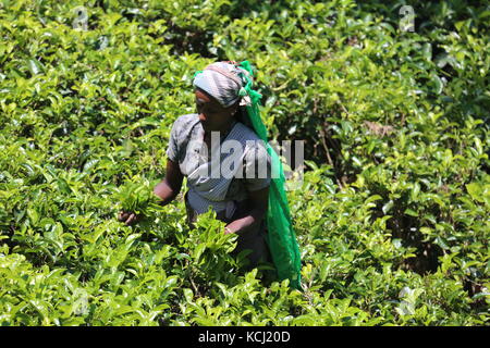 Tfrau beim pflücken von tee auf einer plantage in Sri Lanka - Donna tè di prelievo su una plantage nello Sri Lanka Foto Stock