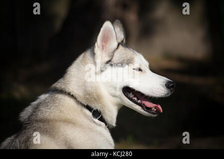 Ritratto di un siberian husky cane con uno sguardo sul lato Foto Stock