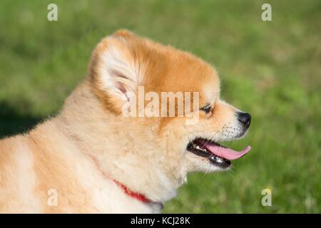 Nana piccolo spitz cane con una collana di rosso Foto Stock