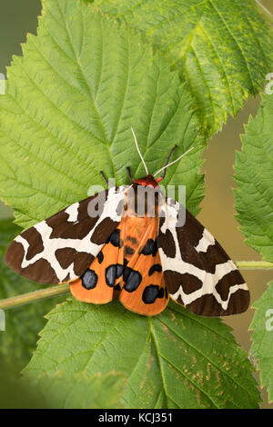 Brauner Bär, Arctia caja, falena di tigre da giardino, falena di tigre grande, l’écaille martre, écaille hérissonne, Bärenspinner, Arctiidae, Arctiinae, falene erebide, Foto Stock