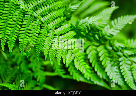 Nephrolepis exaltata (la spada fern) - una specie di felce in famiglia lomariopsidaceae - felce Foto Stock