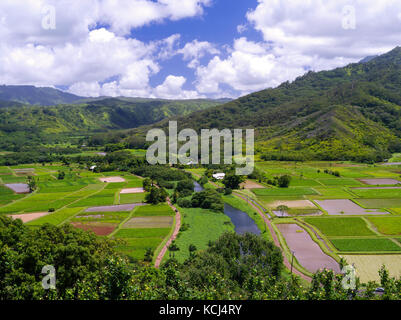 Vista del taro risaie nella valle di Hanalei, nei pressi di Princeville, Kauai, Hawaii, USA. Foto Stock