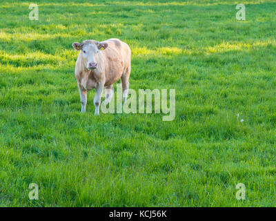 Bella giovane tedesco mucca in piedi sul verde lussureggiante campo in primavera, nothern germania, Frisia Foto Stock