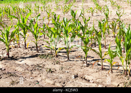 Fila di sole mais giovani piante verdi su un campo.. molla di close-up foto Foto Stock