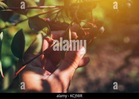 Agricoltore esaminando aronia frutti di bosco coltivati nel giardino biologico, maschio mano azienda frutto di maturazione Foto Stock