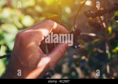 Agricoltore esaminando aronia frutti di bosco coltivati nel giardino biologico, maschio mano azienda frutto di maturazione Foto Stock