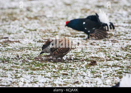 Gallo forcello Tetrao tetrix preening a lek in un campo nevoso con un maschio al di là vicino a Aberfeldy Highland Regione Scozia UK Foto Stock