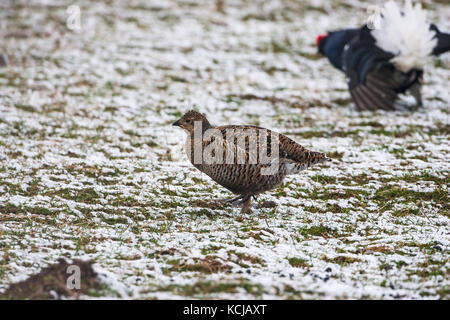 Gallo forcello Tetrao tetrix preening a lek in un campo nevoso con un maschio di visualizzazione al di là vicino a Aberfeldy Highland Regione Scozia UK Foto Stock