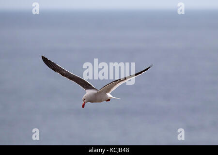 Dolphin gull Leucophaeus scoresbii in volo off Sealion Island Isole Falkland British Overseas territorio Dicembre 2016 Foto Stock