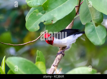 Il cardinale mascherato (paroaria nigrigenis) Il peering attraverso le foglie in caroni Bird Sanctuary trinidad Foto Stock