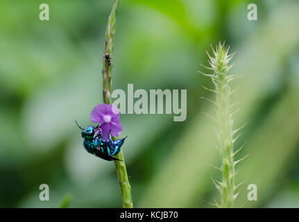 Orchid bee (euglossini exaerete) alimentazione su vervain guardato da un ant Foto Stock
