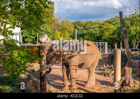 Un elefante mangiare erba durante il periodo di alimentazione in uno zoo Foto Stock