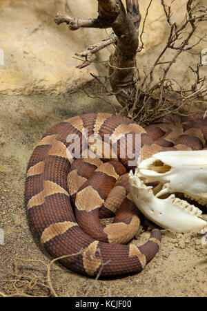 Grande avvolto copperhead snake in appoggio Foto Stock