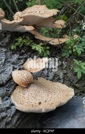 Dryad sella del fungo: polyporus squamosus. su caduti quercia. surrey, Regno Unito. Foto Stock