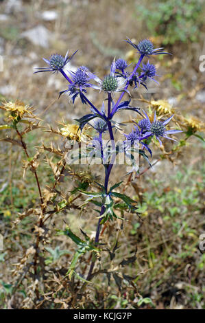 Il millefiori Eryngium amethystinum, l'ametista eryngo o italiano eryngo nativo del mediterraneo, famiglia apiaceae Foto Stock