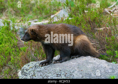 Wolverine (gulo gulo) sulla tundra subartiche Foto Stock