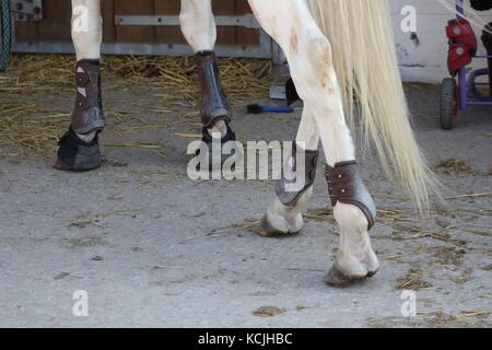 Protezioni in pelle per le gambe e le sfere di anteriore e posteriore di cavalli impostato con zoccolo bell angolo di vista della parte posteriore Foto Stock