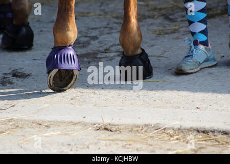 Uno zoccolo di cavallo con il suo ferro protetto da una campana di gomma Foto Stock