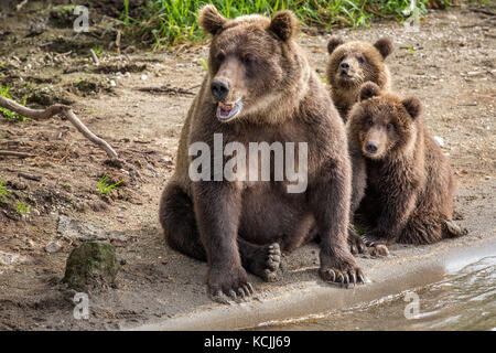 Madre orso e due piccoli cuccioli di pesca sul fiume nella fauna selvatica Foto Stock