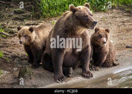 Madre orso e due piccoli cuccioli di pesca sul fiume nella fauna selvatica Foto Stock