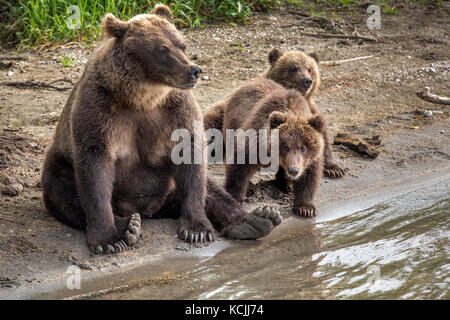 Madre orso e due piccoli cuccioli di pesca sul fiume nella fauna selvatica Foto Stock