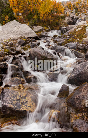 Una insenatura a cascata di seguito rientrano i larici in Bugaboo Parco Provinciale, Purcell gamma, British Columbia, Canada. Foto Stock