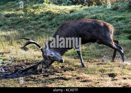 Land End, Cornovaglia, Regno Unito. 6th ottobre 2017. Il fango del cervo rosso bagna e brivido intorno nel sole di mattina presto accreditamento: Bob Sharples/Alamy Live News Foto Stock