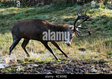 Land End, Cornovaglia, Regno Unito. 6th ottobre 2017. Il fango del cervo rosso bagna e brivido intorno nel sole di mattina presto accreditamento: Bob Sharples/Alamy Live News Foto Stock