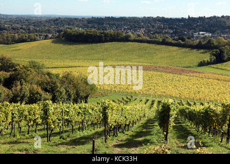 Denbies vigneto, Dorking, Surrey, Regno Unito. 6 Ottobre, 2017. Regno Unito Meteo. Un gloriosamente soleggiata giornata autunnale al Denbies vigna vicino a Dorking in Surrey, dove le foglie di vite sono girando golden. Credito: Julia Gavin/Alamy Live News Foto Stock