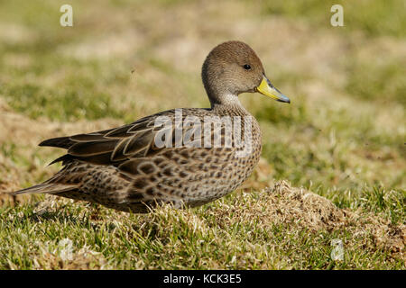 Georgia del Sud Pintail (Anas georgica georgica) arroccato su tussock grass su Isola Georgia del Sud. Foto Stock