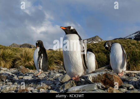 Pinguino Gentoo (Pygoscelis papua) arroccato su una spiaggia rocciosa sull Isola Georgia del Sud. Foto Stock