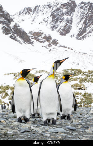 Pinguino reale (Aptenodytes patagonicus) arroccato su una spiaggia rocciosa tutti guardando nella stessa direzione sull Isola Georgia del Sud. Foto Stock