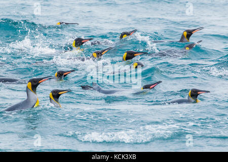 Pinguino reale (Aptenodytes patagonicus) nuotare nell'oceano vicino Isola Georgia del Sud. Foto Stock