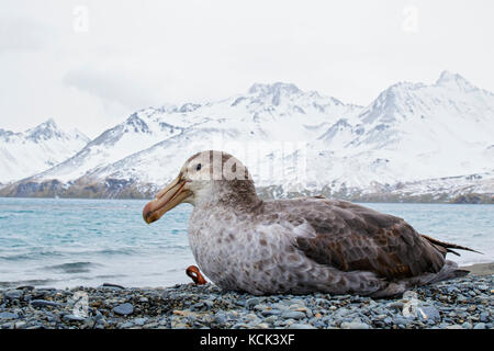 Il gigante del nord Petrel (Macronectes halli) arroccato su una spiaggia rocciosa sull Isola Georgia del Sud. Foto Stock