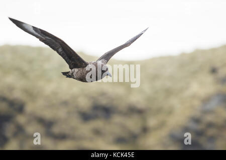 Skua marrone (Stercorarius antarcticus) volando sopra Isola Georgia del Sud. Foto Stock