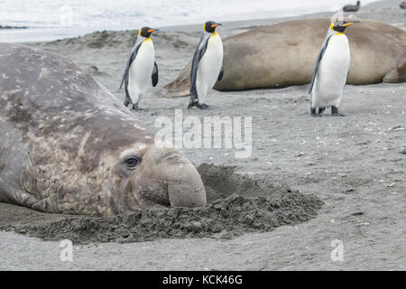 Le guarnizioni di tenuta di elefante, Mirounga angustirostris recante sulla sabbia in mezzo re Pinguini, Aptenodytes patagonicus nell'Isola Georgia del Sud. Foto Stock