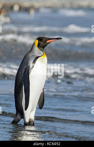 Pinguino reale (Aptenodytes patagonicus) arroccato su una spiaggia rocciosa sull Isola Georgia del Sud. Foto Stock