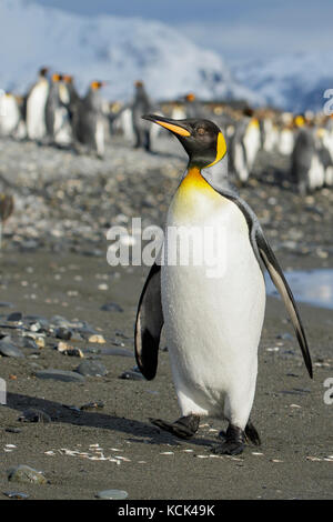 Pinguino reale (Aptenodytes patagonicus) arroccato su una spiaggia rocciosa sull Isola Georgia del Sud. Foto Stock