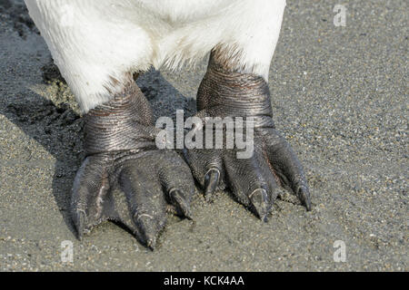 Pinguino reale (Aptenodytes patagonicus) arroccato su una spiaggia rocciosa sull Isola Georgia del Sud. Foto Stock