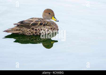 Georgia del Sud Pintail (Anas georgica georgica) su un laghetto sull Isola Georgia del Sud. Foto Stock