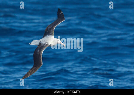 Southern Royal Albatross (Diomedea epomophora epomophora) volare oltre oceano in cerca di cibo nei pressi di Isola Georgia del Sud. Foto Stock