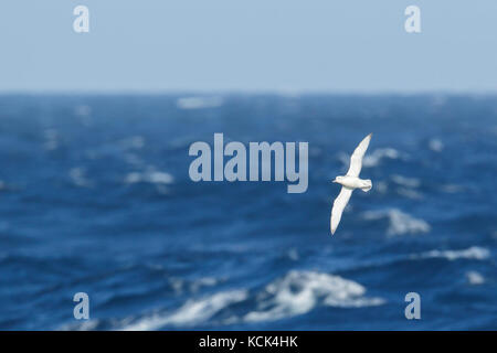 Fulmar meridionale (Fulmarus glacialoides) volare oltre oceano alla ricerca di cibo nei pressi di Isola Georgia del Sud Foto Stock