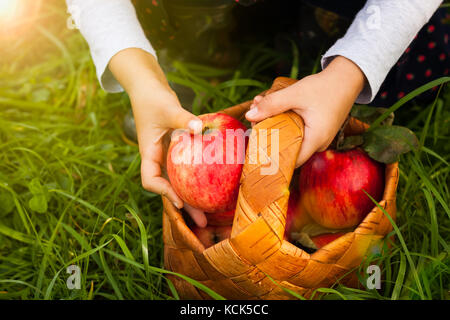 Raccolta stagionale mela matura. bambino ragazza tenere in mano Rosso mela matura successivo bascet di vimini con le mele in giardino nella luce solare vicino. Foto Stock